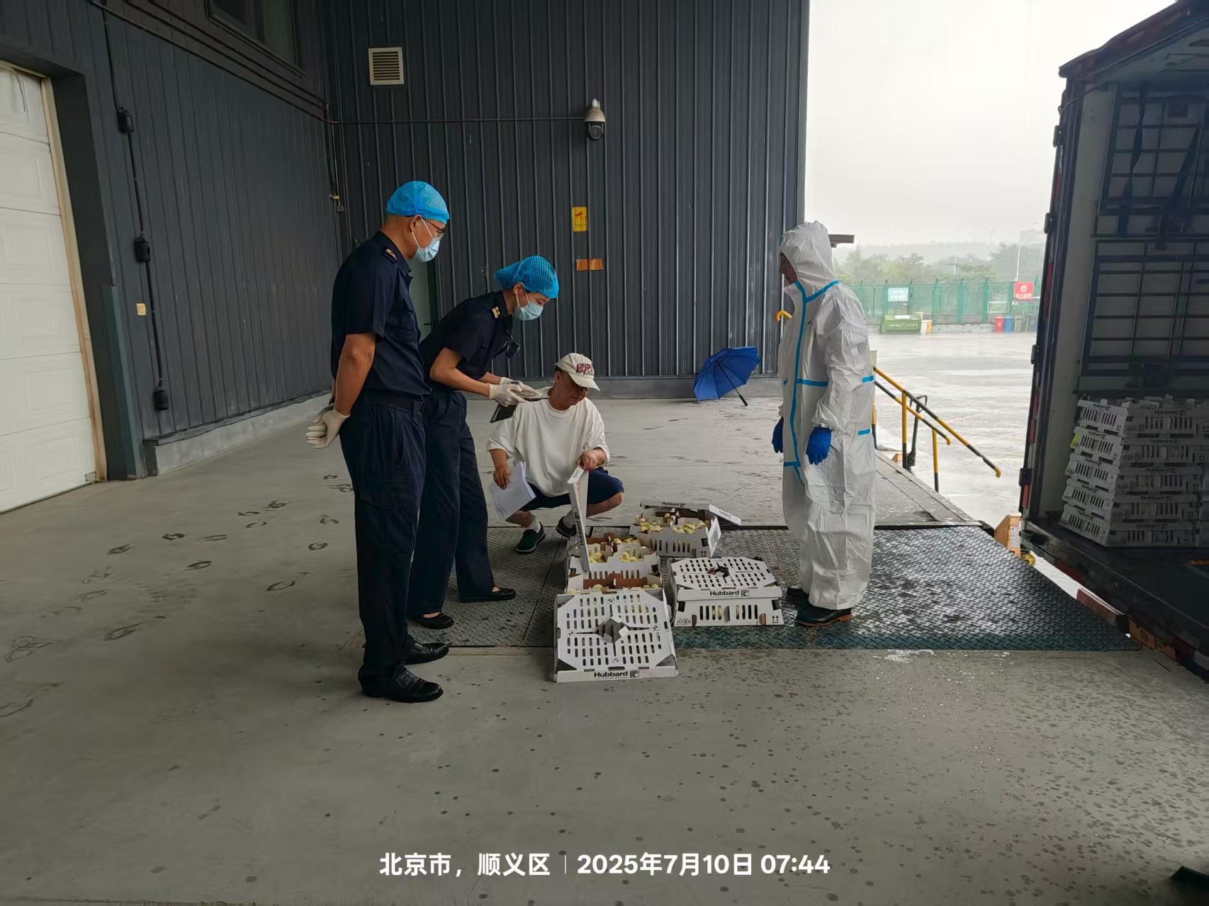 【喜訊】盛夏添新羽！盛夏添新羽！益生股份第六批法國利豐祖代種雞順利入境